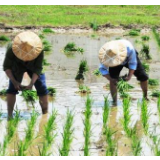 湖南今年粮食生产目标：播种面积7150万亩 产量605亿斤