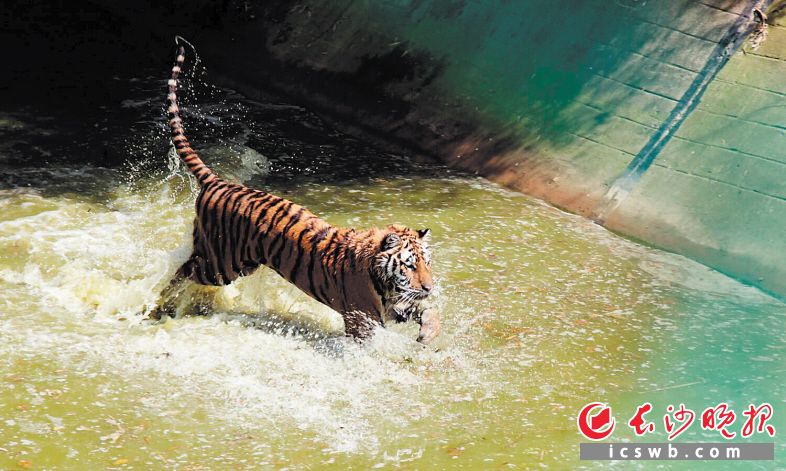 　　老虎在水中捕鸭，可惜未能成功。长沙晚报全媒体记者 小刘军 摄