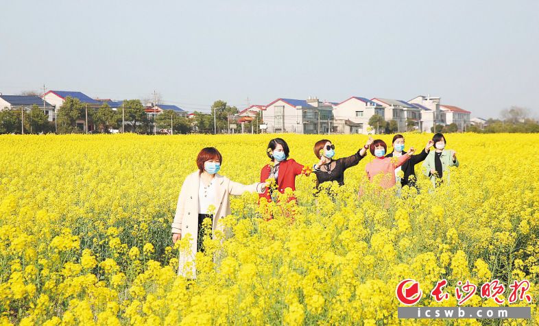 　　宁乡菁华铺乡陈家桥村，油菜花开正当时。刘静 摄