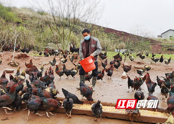 何晓东扛起一袋玉米投入食槽,群鸡争相进食.