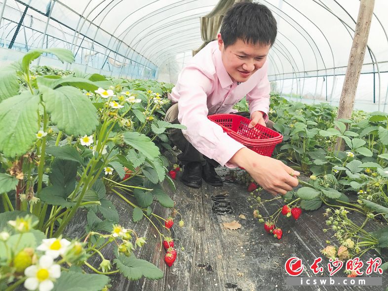 　　宁乡灰汤镇的农场里，游客在采摘新鲜草莓。陈燕 摄