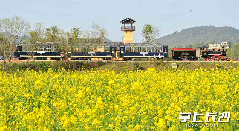宁乡市道林古镇5000亩连片油菜花开放，沿河而建的762毫米窄轨观光小火车静静停驻在如诗如画的田野上。