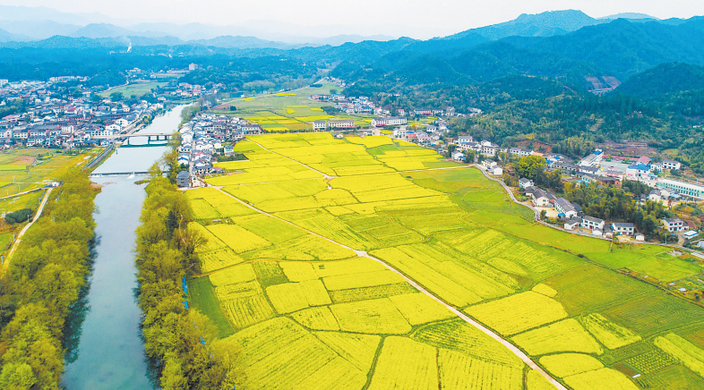 浏阳市达浒镇，1.2万亩油菜花争相绽放，花香四溢，满眼金黄，一派春意盎然的美丽景象。