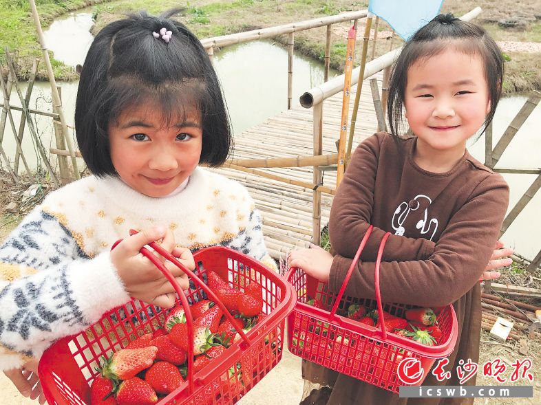 　　小朋友采摘草莓满载而归。陈燕 摄