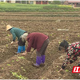 茶陵：抢抓时节保生产 烤烟移栽农户忙