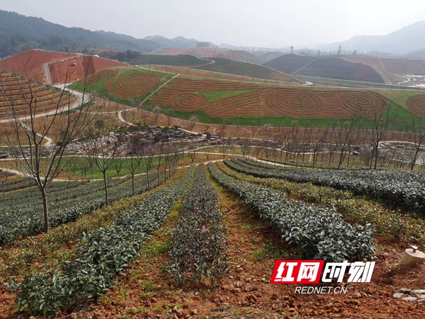 微信图片_20200317113243_副本.jpg