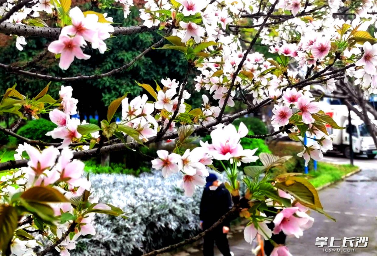 今日，市民走入家门口的公园，在鸟语花香中，呼吸着新鲜空气，走进春天里，徜徉花丛中。图片均由长沙晚报全媒体记者 周柏平 摄