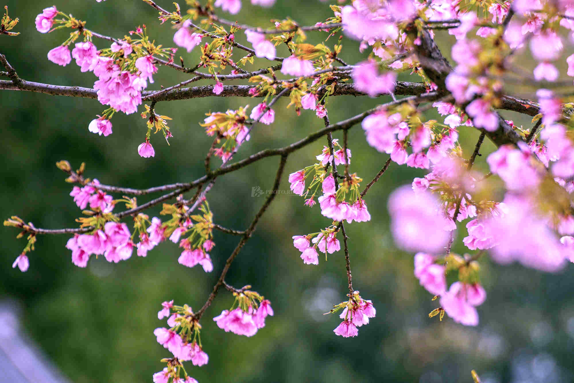 吴非樱花1.jpg