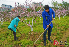 靖州：春暖好时节 桃园劳作忙