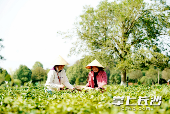 　　春光明媚，游客在长沙县金井茶园体验采茶。长沙晚报通讯员盛磊 摄
