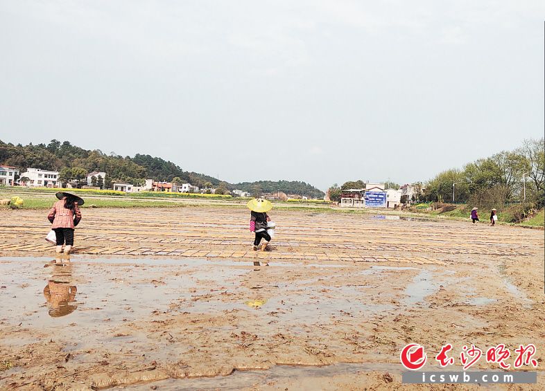 市州聚焦 长沙 宁乡市 正文近日,在宁乡市坝塘镇各村的田间地头,到处