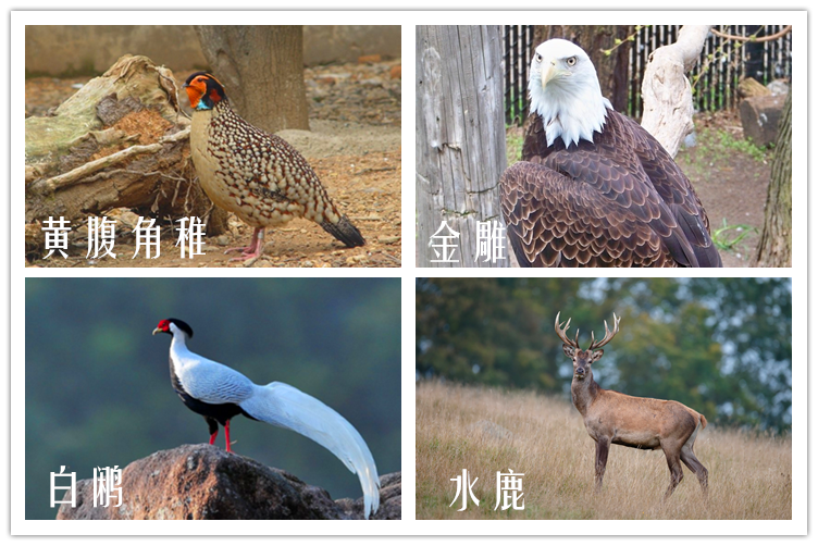 湖南野生动物名单图片