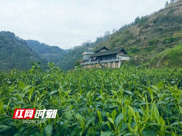 吉首市马颈坳镇隘口村图片