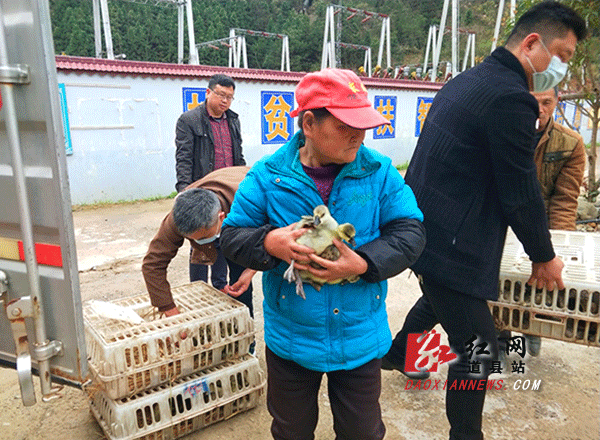 贫困户领鹅苗.gif