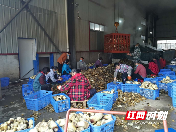 南山燊威公司车间内,工人们正在对春笋进行去皮等处理工作.jpg 南山燊威公司车间内,工人们正在对春笋进行去皮等处理工作.jpg