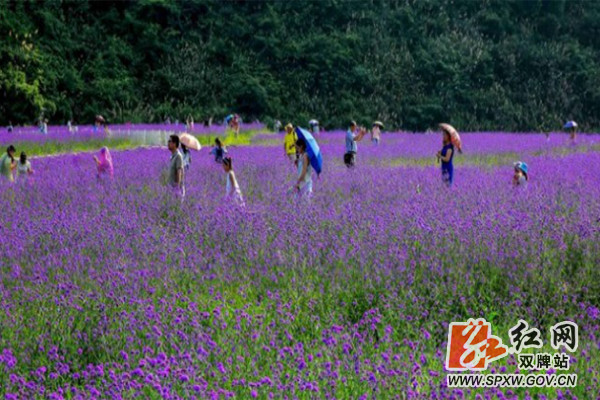 桐子坳景区5月马鞭草竞相绽放现紫色花海_meitu_5.jpg