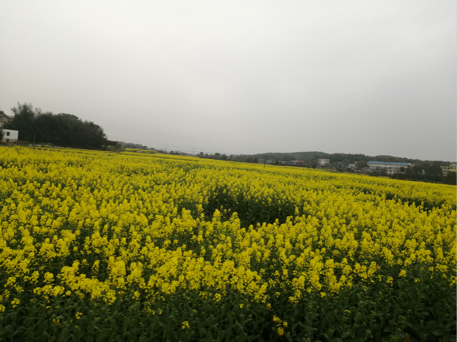 坪塘街道原润泉山庄旁百亩油菜花竞相开放_meitu_3.jpg 坪塘街道原润泉山庄旁百亩油菜花竞相开放_meitu_3.jpg