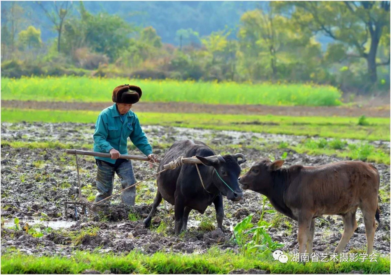 摄影丨田间气象新春耕农作忙