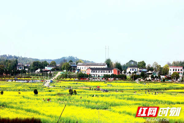 许兴村千亩油菜花田.jpg