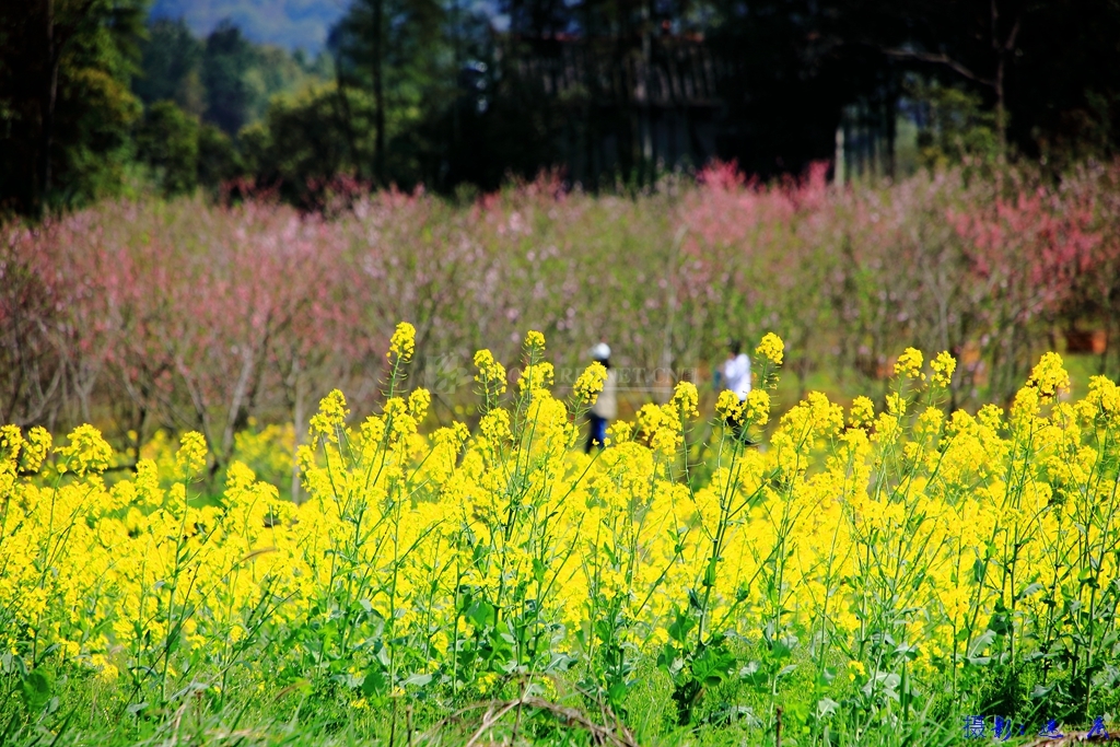 阳春三月芳菲盛桃花遇上油菜花