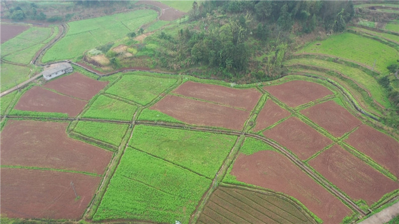 鹤城区白岩垴村：中药材种植如火如荼 助力村民增收.mp4_20200325_150354.420.jpg