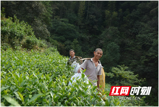 湖南安化县柘溪镇唐溪村两名贫困户挑着新茶下山送往村上扶贫茶厂。.png