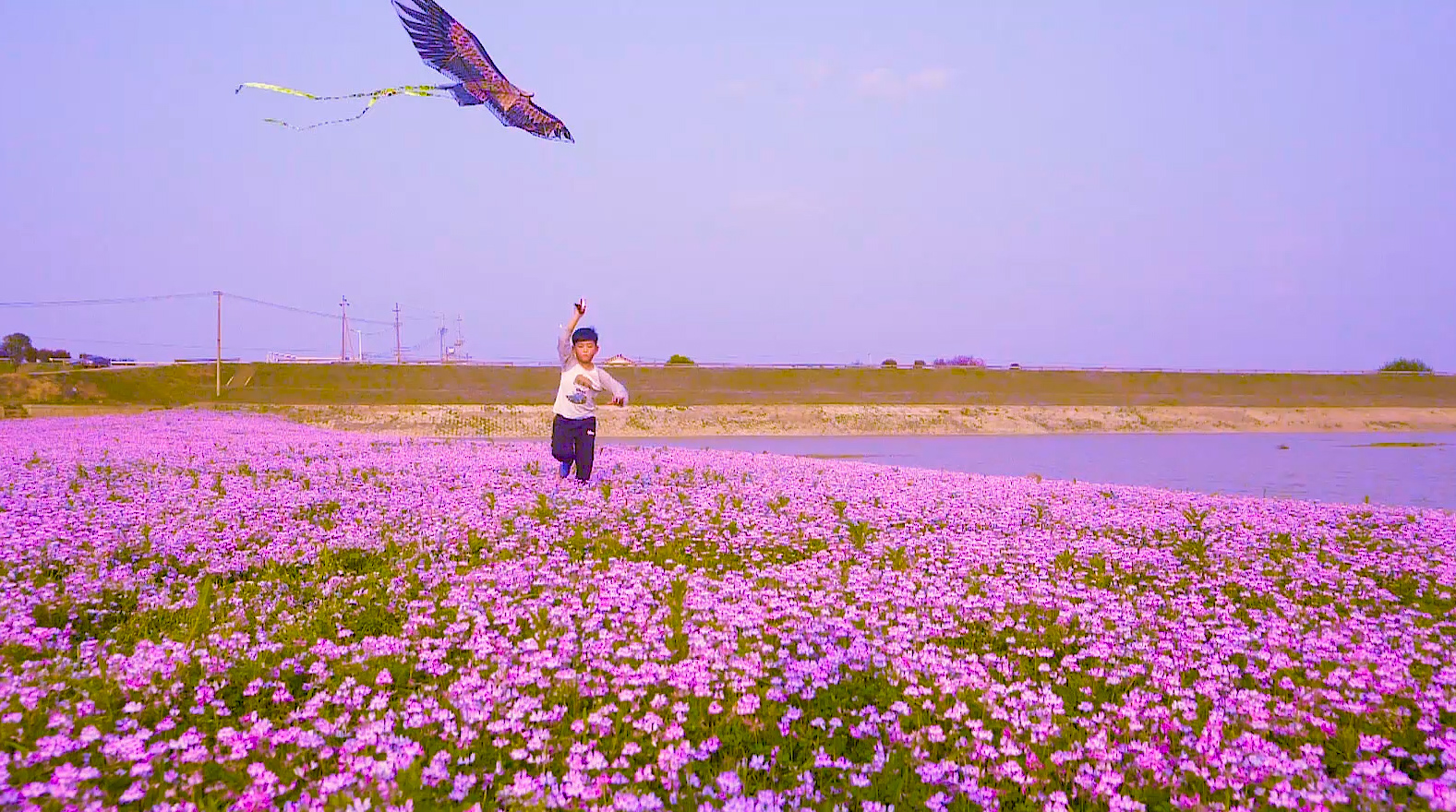 大片紫云英绽放，孩子在其中放飞风筝。