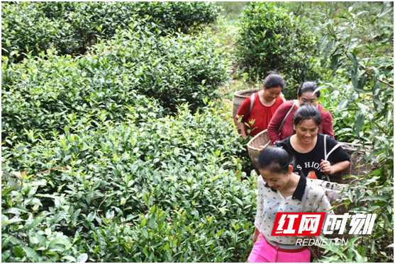 三月春光无限好，春茶采摘正当时。村民一路欢声笑语，相约上山采茶。.png