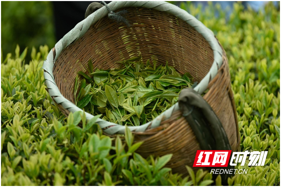 嫩芽尖尖，新茶飘香。.png