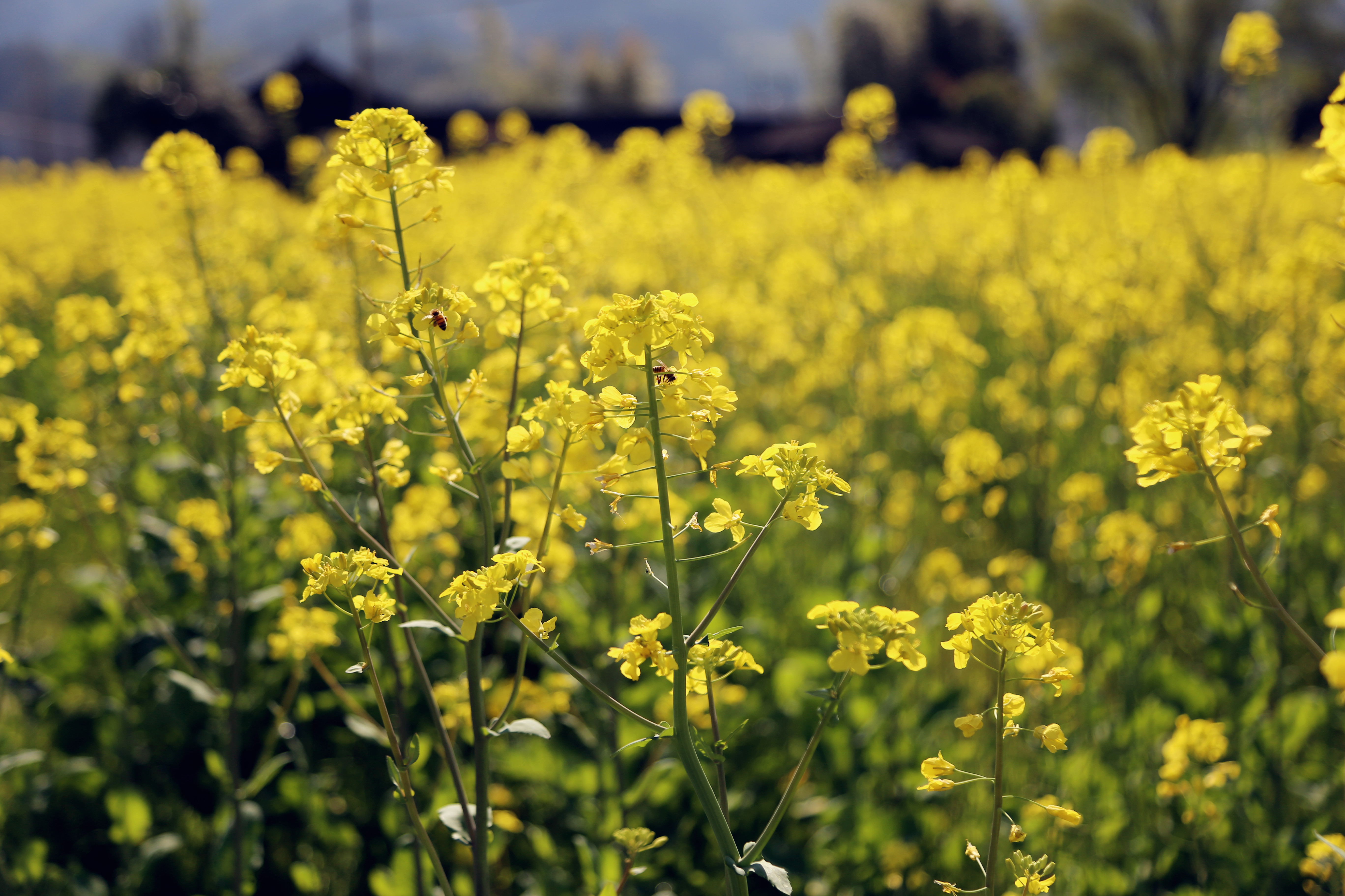 油菜花在万千种花中是很普通的一种.简单易栽,又不娇生惯养.