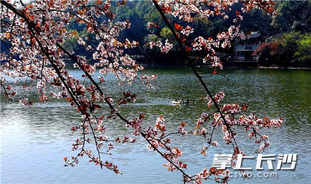 岳麓山风景名胜区穿石坡湖边满树的早樱花与湖内流动的水鸭构成一副美妙春水图景。.jpg
