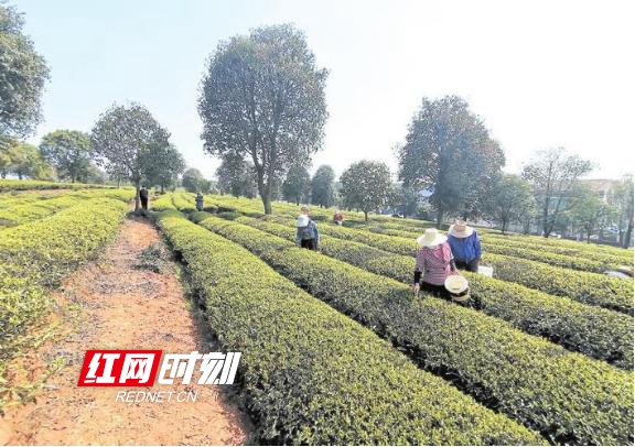 图片1_副本.jpg
