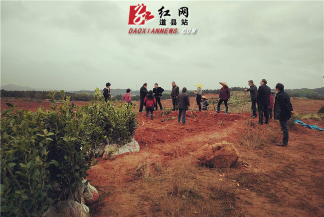 油茶种植2_副本.jpg