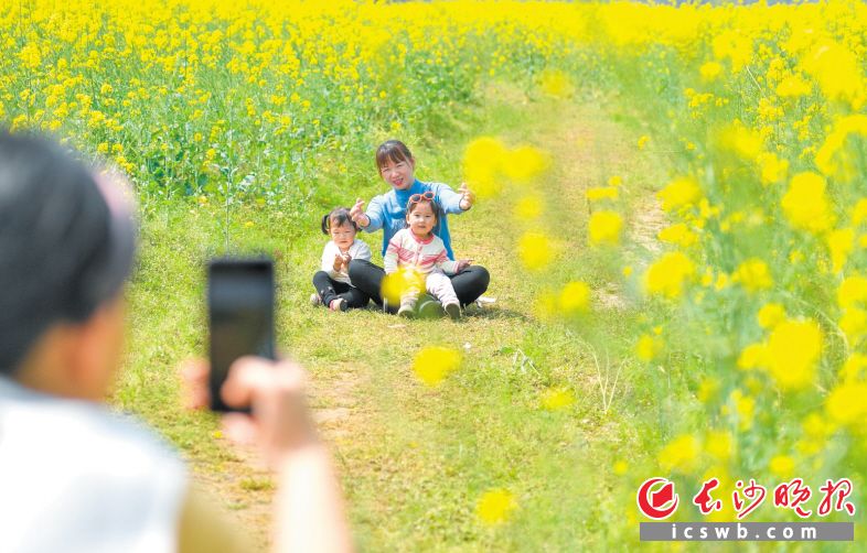 春日的含浦油菜花海里,游客们正在拍照。邹麟 摄