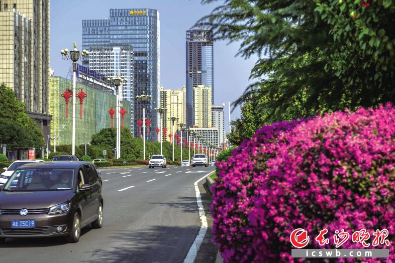 岳麓大道上,葱郁的行道树,各色缤纷的小花,为来来往往的路人妆点心情。陈飞 摄