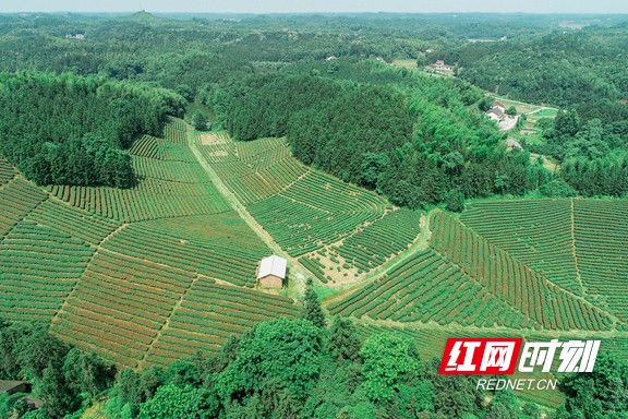 微信图片_20200330140654.marked.jpg
