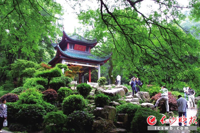 行走山间,吸一口岳麓山的氧气。在林间深处停下脚步,听流水潺潺、百鸟争鸣。陈飞 摄