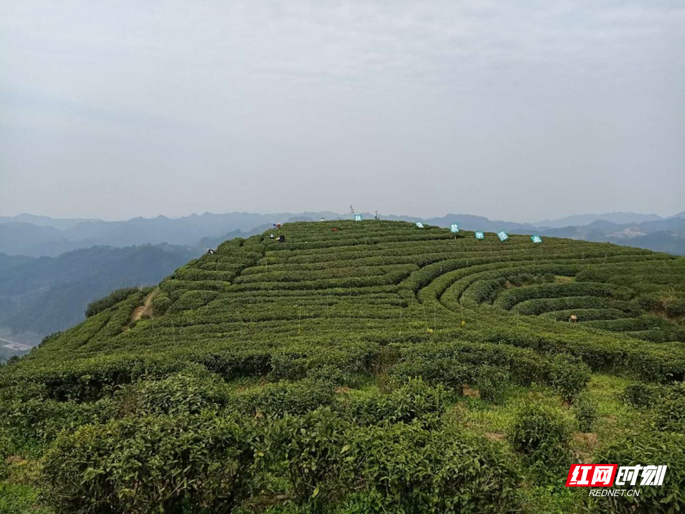 牛角山茶叶基地图片