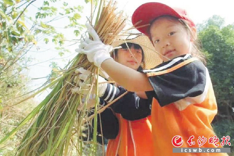 　　雨花区吉联小学学生在稻田里收割稻谷。均为资料图片
