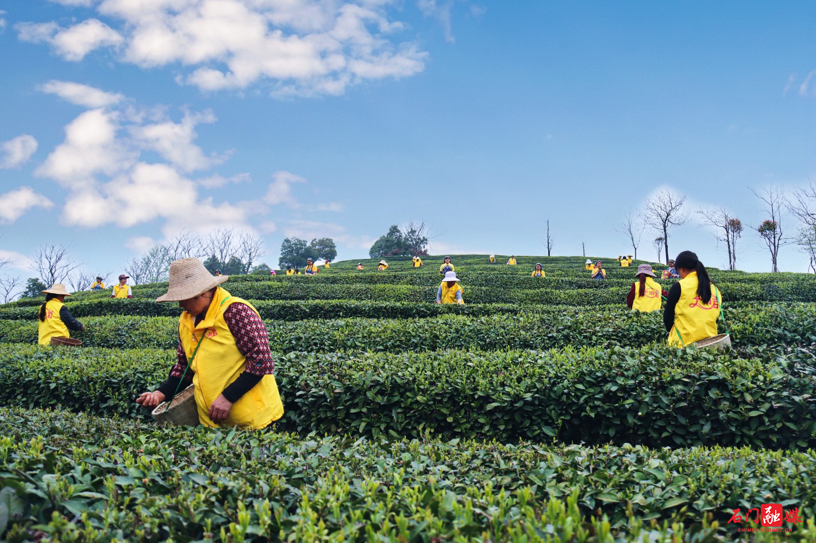 在维新镇古城堤村八佛山云中君茶叶种植基地,农户茶园梯田采茶忙.jpg