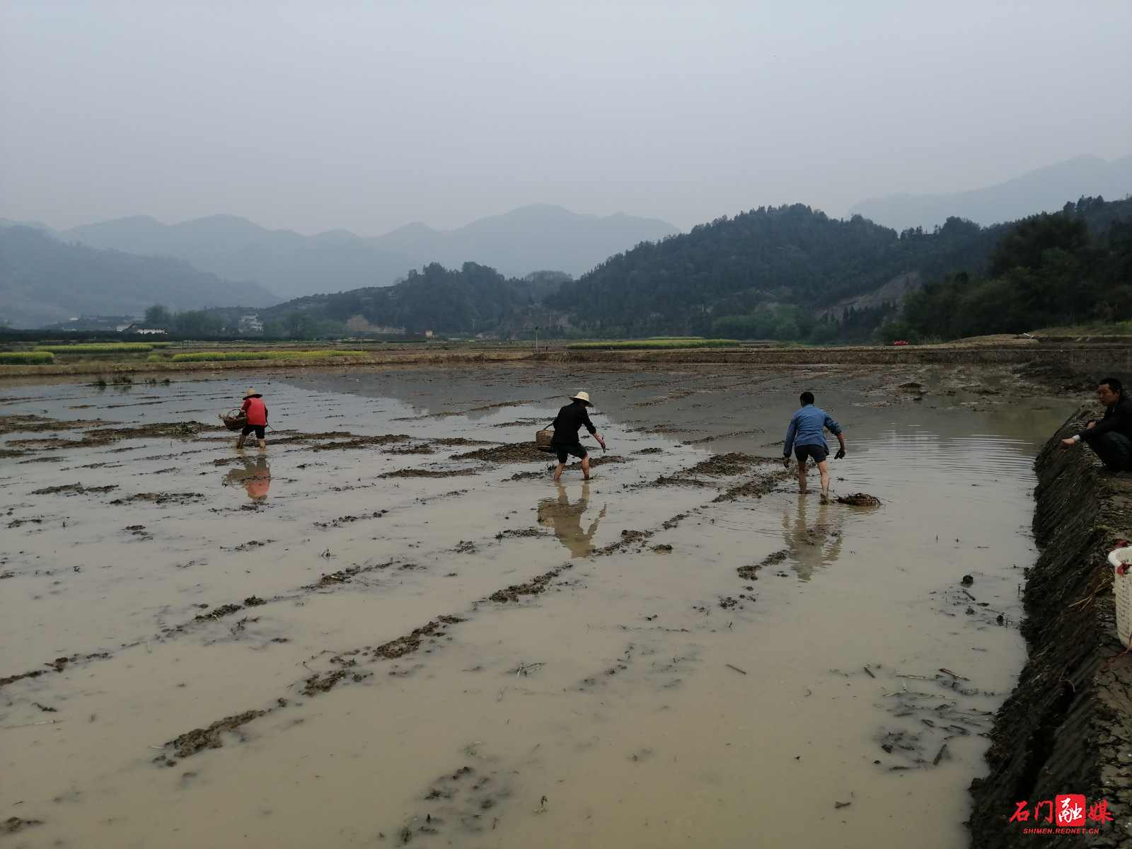 在石门县维新镇汤溪峪村，村民正在新开挖的湘莲种植基地进行藕种下种.jpg