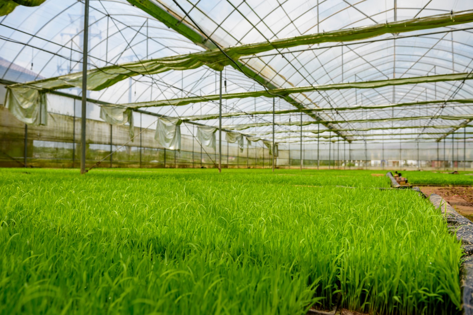 育秧大棚中生机盎然，嫩绿的秧苗已长至10多厘米高。长沙晚报全媒体记者 陈飞 摄