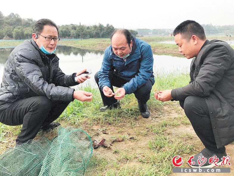 　　湖南农业大学副教授陈开健（中）与其他特派员在查看小龙虾生产情况。　　受访者供图