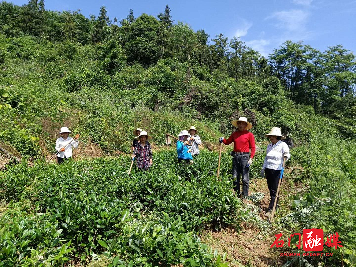 茶园锄草.jpg