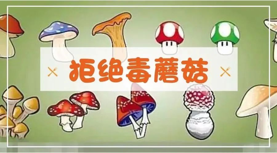 预防误食毒蘑菇手抄报图片