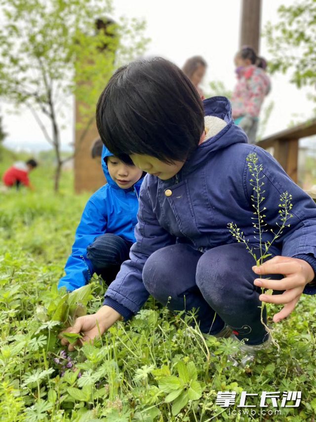 朴愿博野有机回龙湖农场推出“跟着诗经寻野菜”农耕课堂，孩子们投身大自然的怀抱，兴致勃勃挖野菜、识野菜。