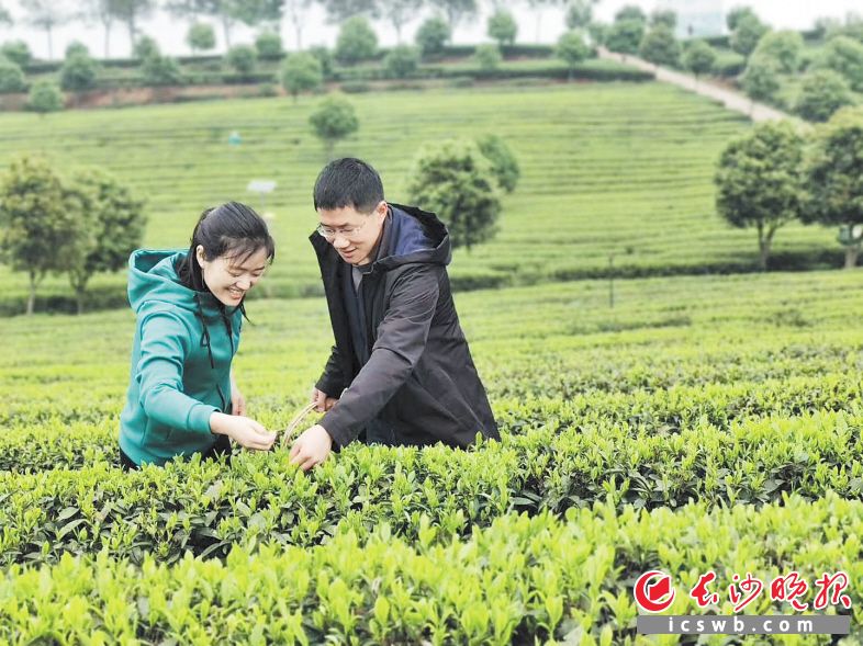 　　望城乌山贡茶园，游客正在体验采茶乐趣。　　长沙晚报通讯员 金灿 供图