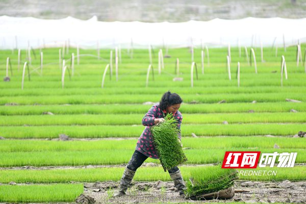 4月6日，双峰县荷叶镇长塘村，农民在搬运秧盘。_副本.jpg