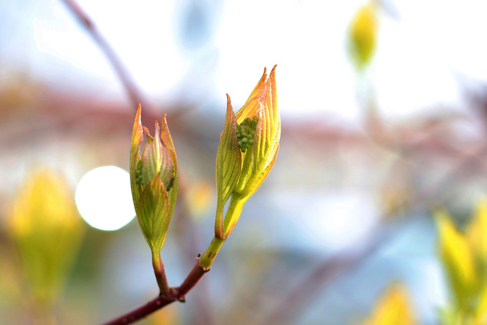cornus-alba-sibirica-4954421_960_720.jpg