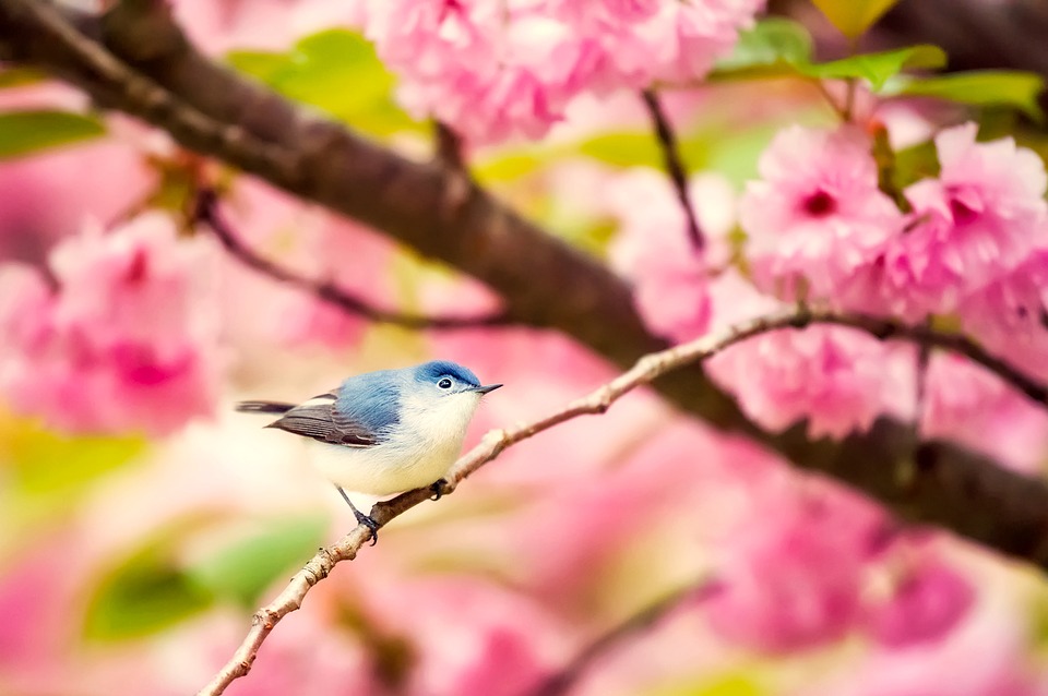 bird-2301043_960_720.jpg
